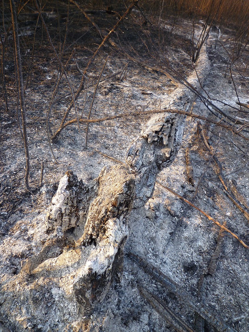 Foto 12 di 15